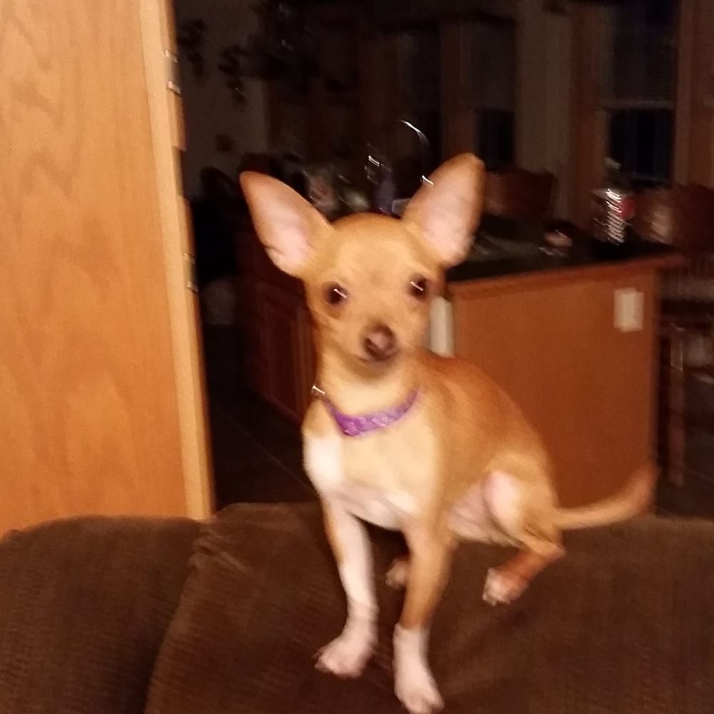 Meet your Posher, Donna